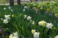Daffodils-March-2023-5