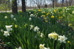 Daffodils-March-2023-6