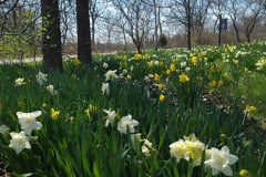 Daffodils-March-2023-7