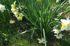 Daffodils-March-2023-8