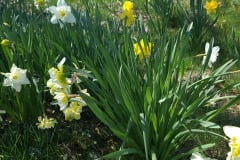 Daffodils-March-2023-9