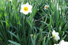 Daffodils-Minnetrista-10