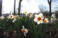 Daffodils-Minnetrista-11