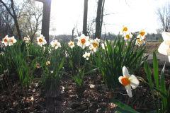 Daffodils-Minnetrista-12