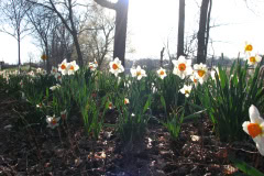 Daffodils-Minnetrista-13