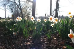 Daffodils-Minnetrista-13