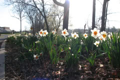 Daffodils-Minnetrista-14