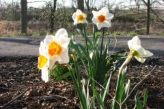 Daffodils-Minnetrista-16