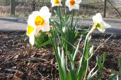Daffodils-Minnetrista-17