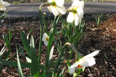 Daffodils-Minnetrista-18