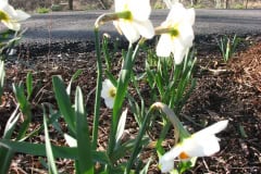 Daffodils-Minnetrista-19