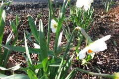 Daffodils-Minnetrista-20