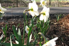 Daffodils-Minnetrista-21