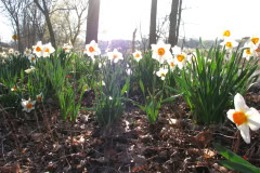 Daffodils-Minnetrista-22