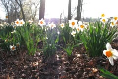 Daffodils-Minnetrista-22