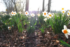 Daffodils-Minnetrista-24