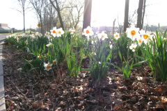 Daffodils-Minnetrista-25