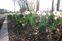 Daffodils-Minnetrista-26