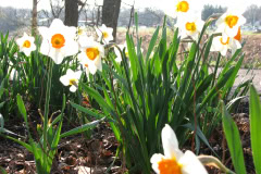 Daffodils-Minnetrista-27