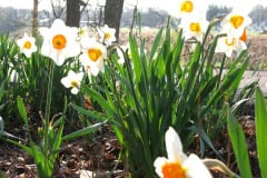Daffodils-Minnetrista-27