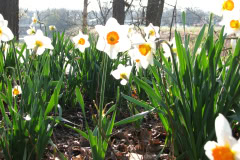 Daffodils-Minnetrista-28