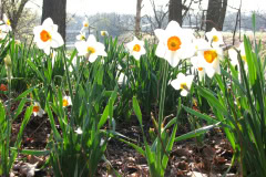 Daffodils-Minnetrista-29