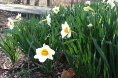 Daffodils-Minnetrista-3