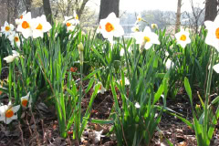 Daffodils-Minnetrista-31