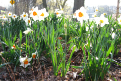 Daffodils-Minnetrista-32