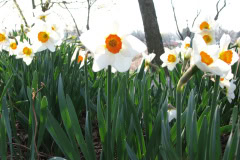 Daffodils-Minnetrista-37