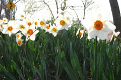 Daffodils-Minnetrista-39