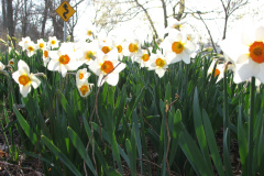 Daffodils-Minnetrista-40