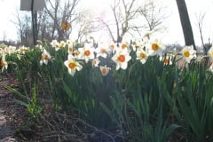 Daffodils-Minnetrista-41
