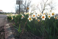 Daffodils-Minnetrista-42