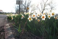 Daffodils-Minnetrista-42