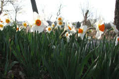 Daffodils-Minnetrista-43