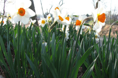 Daffodils-Minnetrista-47