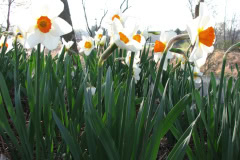 Daffodils-Minnetrista-47