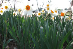 Daffodils-Minnetrista-48