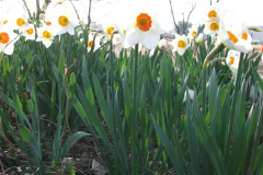 Daffodils-Minnetrista-49