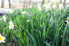 Daffodils-Minnetrista-5