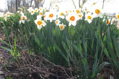 Daffodils-Minnetrista-52