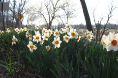Daffodils-Minnetrista-53