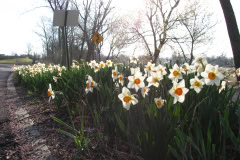 Daffodils-Minnetrista-54