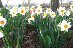 Daffodils-Minnetrista-55