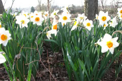 Daffodils-Minnetrista-55