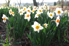 Daffodils-Minnetrista-57