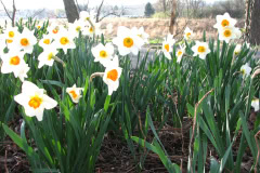 Daffodils-Minnetrista-59