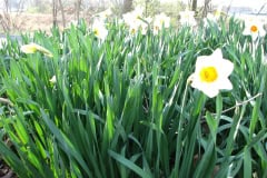 Daffodils-Minnetrista-6