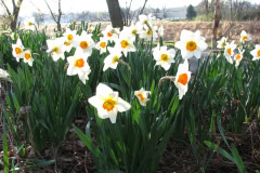 Daffodils-Minnetrista-61